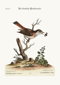 O azul-garganta Redstart, 1749-73